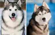 Husky i malamut: razlike u izgledu i karakteru