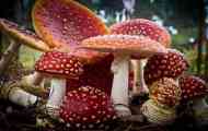 Amanita crvena