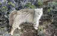 Pampas cat, ili bellolo