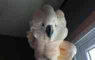 Parrot-meloman se pretvara u mrtvu