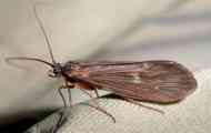 Toplina limnofil